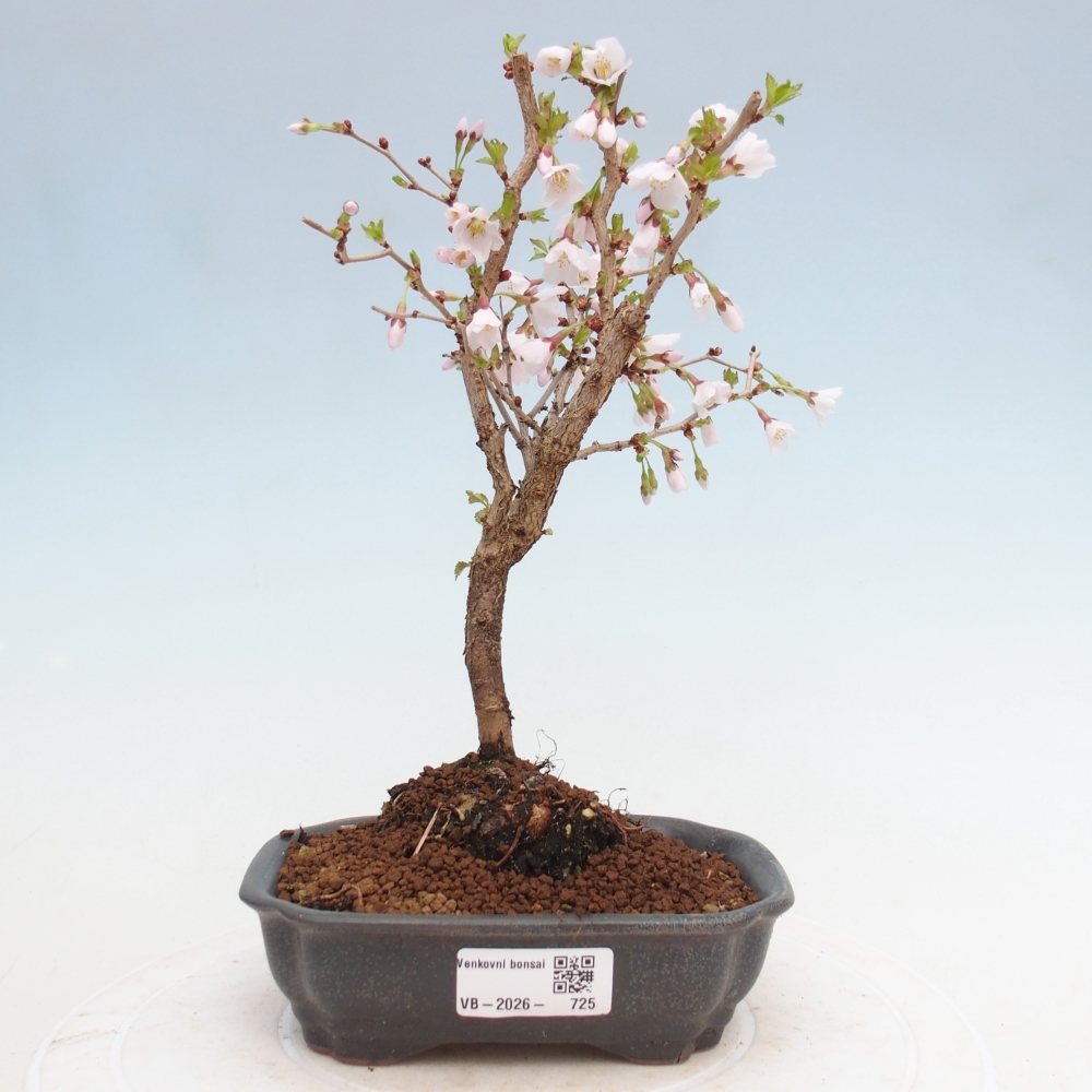 Venkovní bonsai - Prunus incisa Kojou-no mai-Slivoň vyříznutá