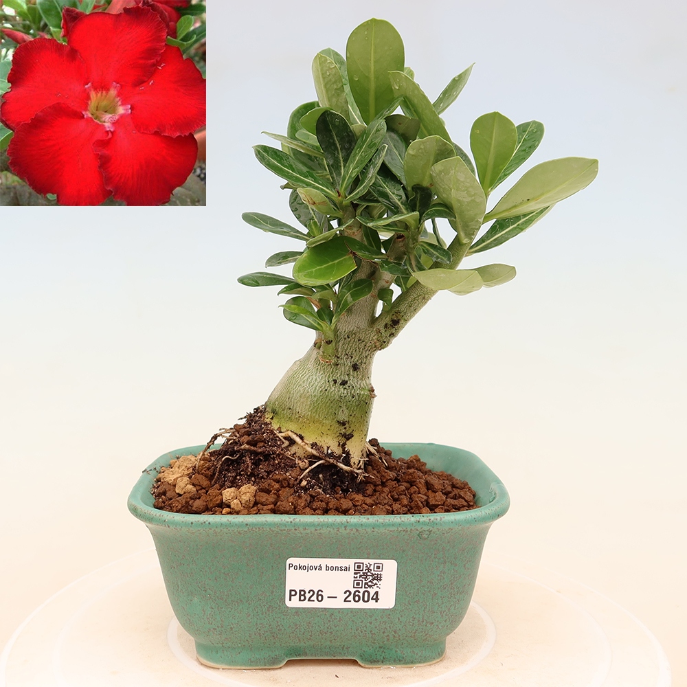 Pokojová bonsai - Adenium obesum Red Star - Pouštní růže