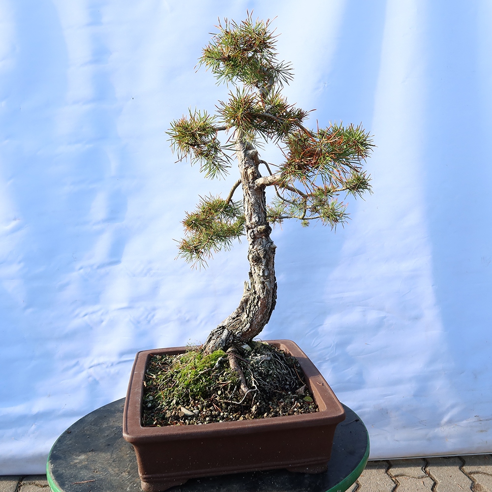 Pinus sylvestris Španělsko - borovice lesní