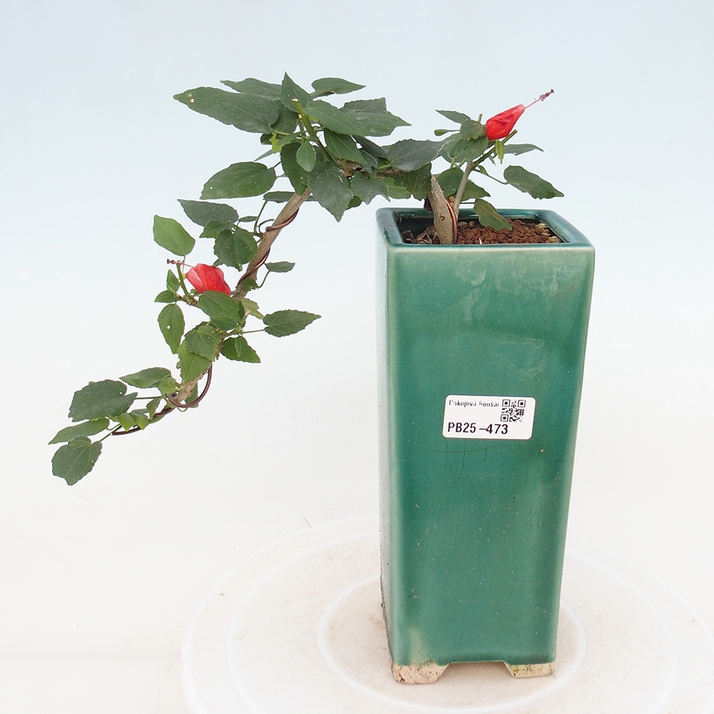 Pokojová bonsai - Malvaviscus arboreus - ibiškovec dřevnatý