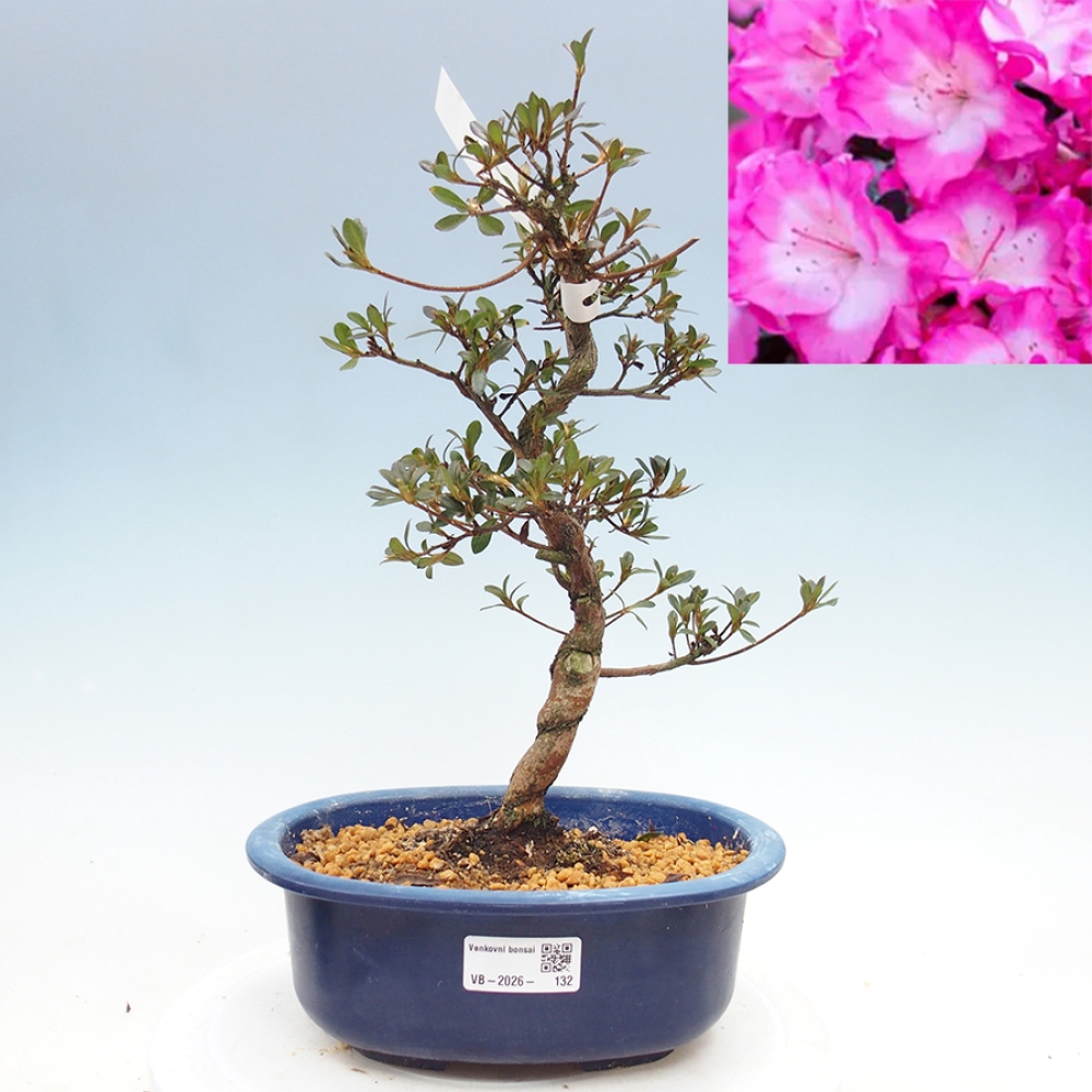 Venkovní bonsai - Japonská azalka - Azalea Mio