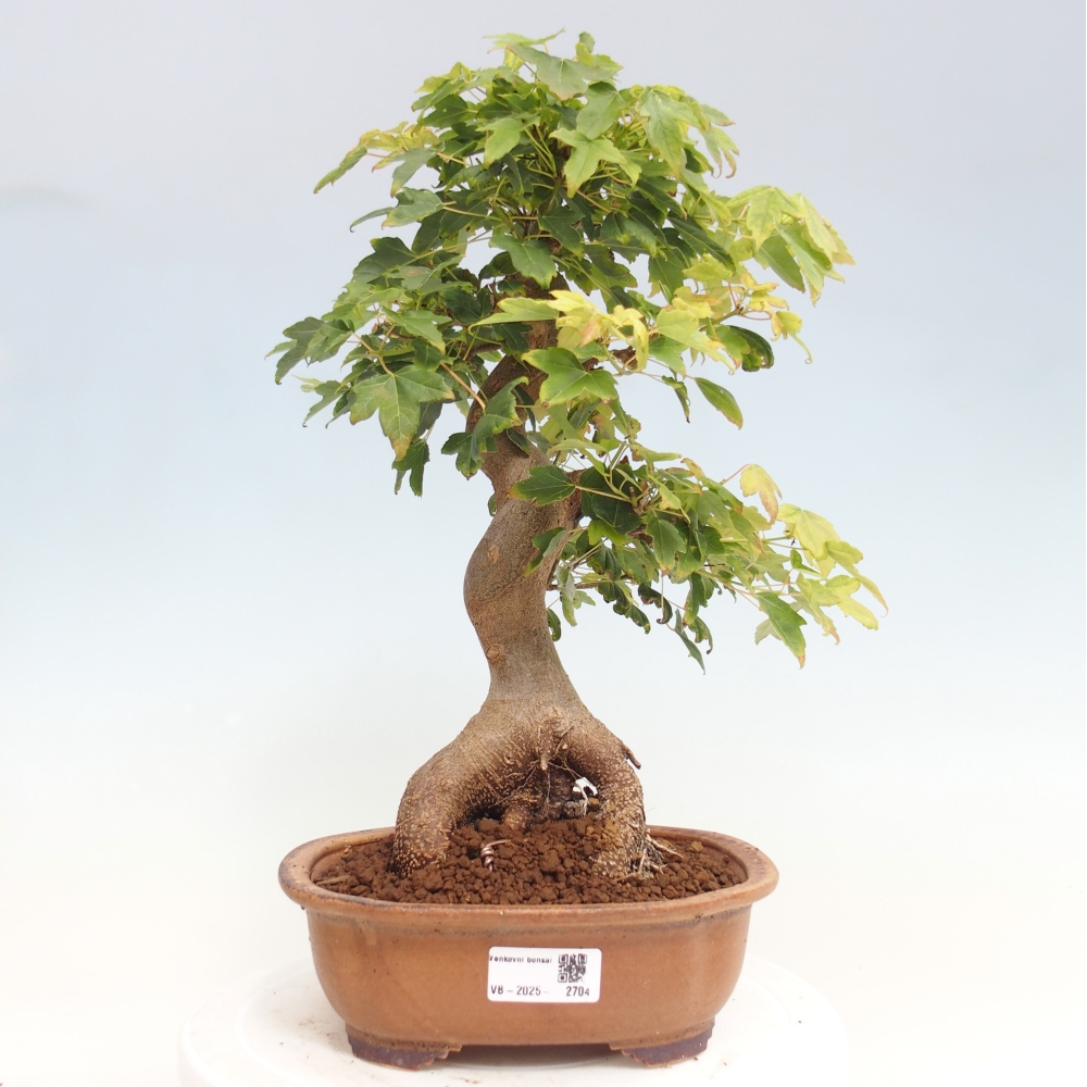 Venkovní bonsai - Acer Buergerianum - Javor Burgerův