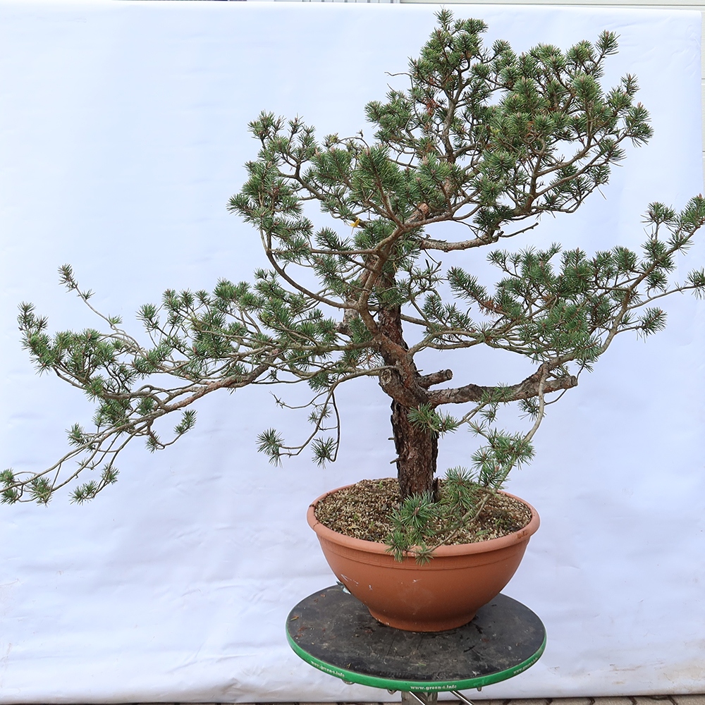 Pinus sylvestris Španělsko - borovice lesní