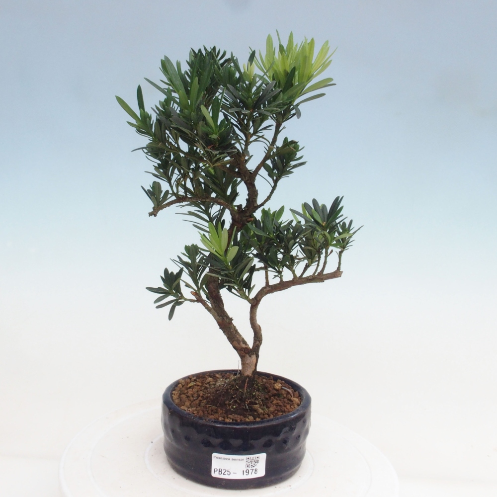 Pokojová bonsai - Podocarpus - Kamenný tis