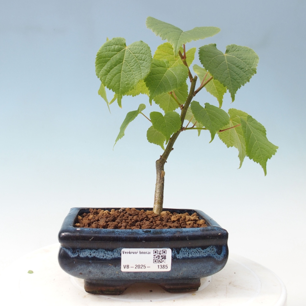 Venkovní bonsai - Lípa srdčitá - Tilia cordata