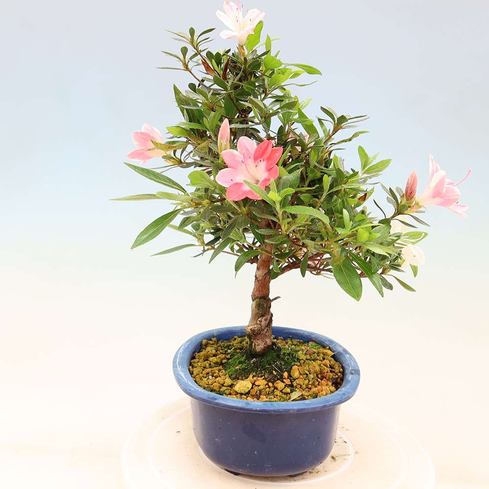 Venkovní bonsai - Japonská azalka - Azalea Senhime