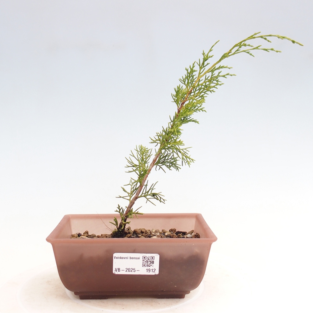 Venkovní bonsai - Juniperus chinensis Itoigawa -Jalovec čínský