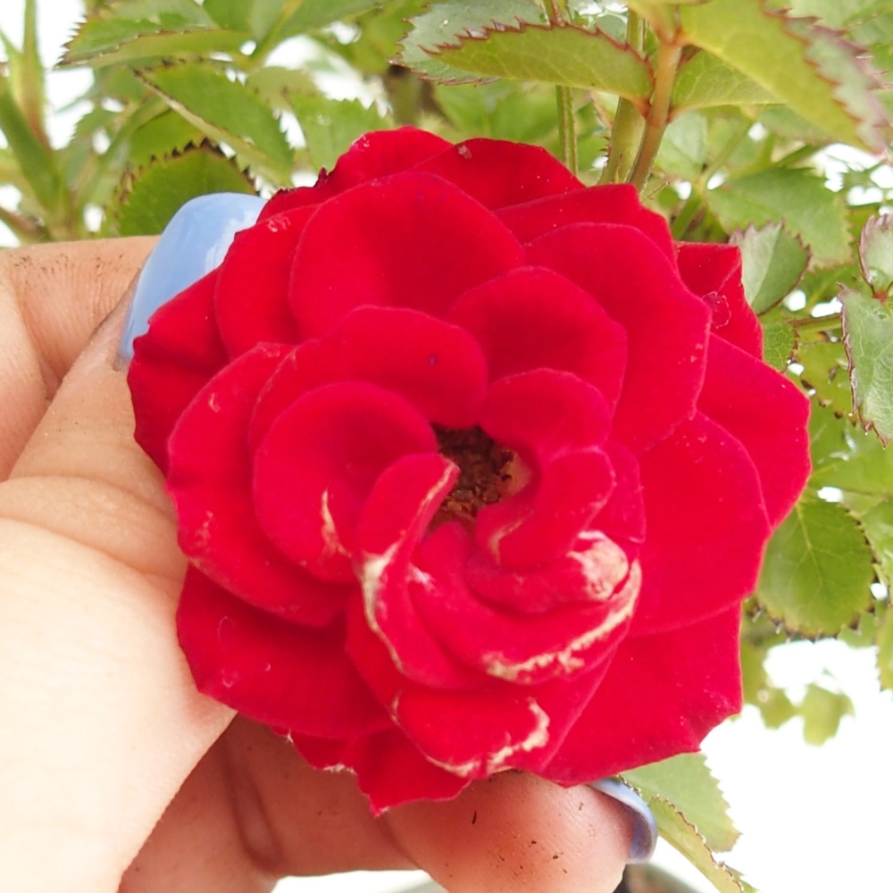 Venkovní bonsai - Rosa Kordes -  růže