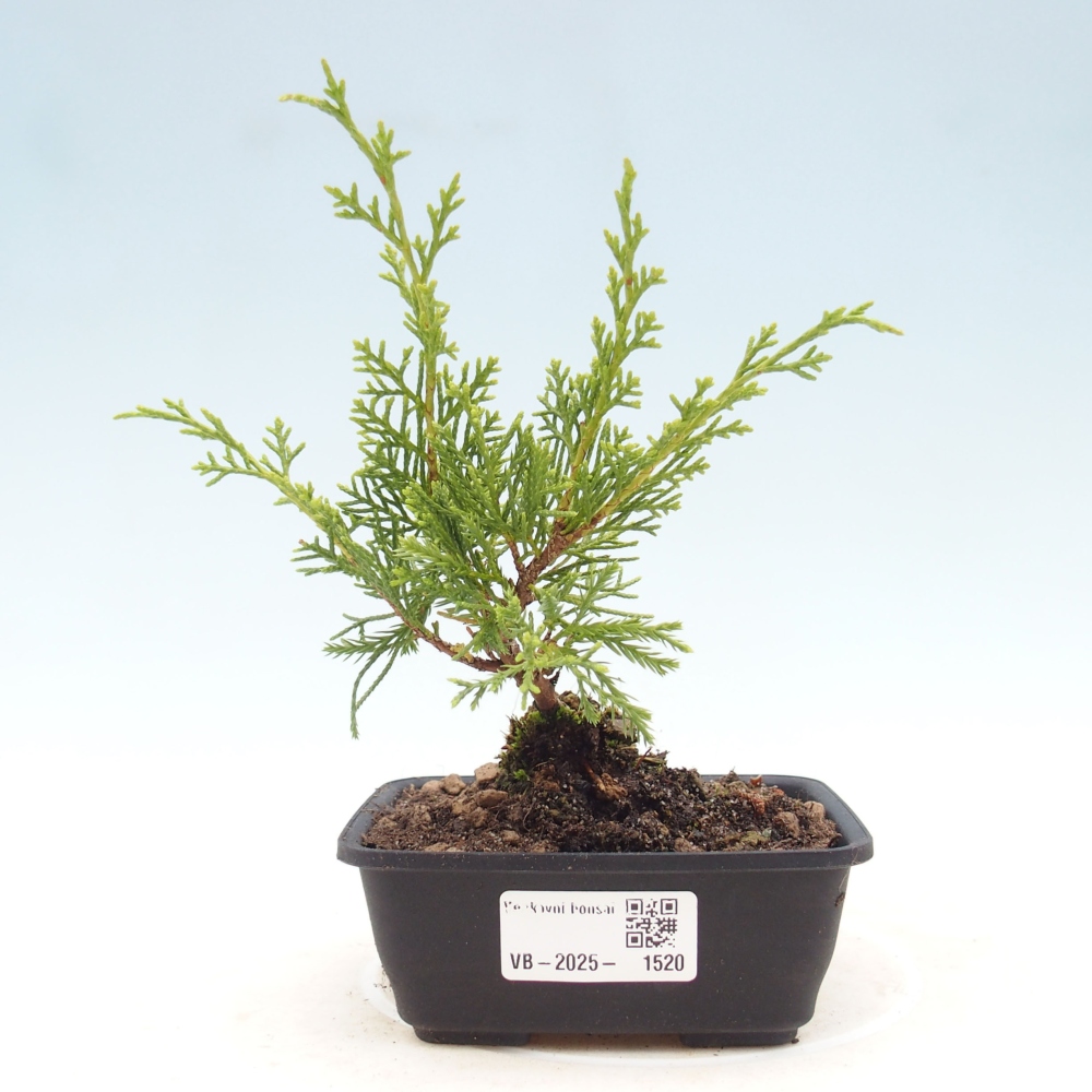 Venkovní bonsai - Juniperus chinensis Itoigawa -Jalovec čínský