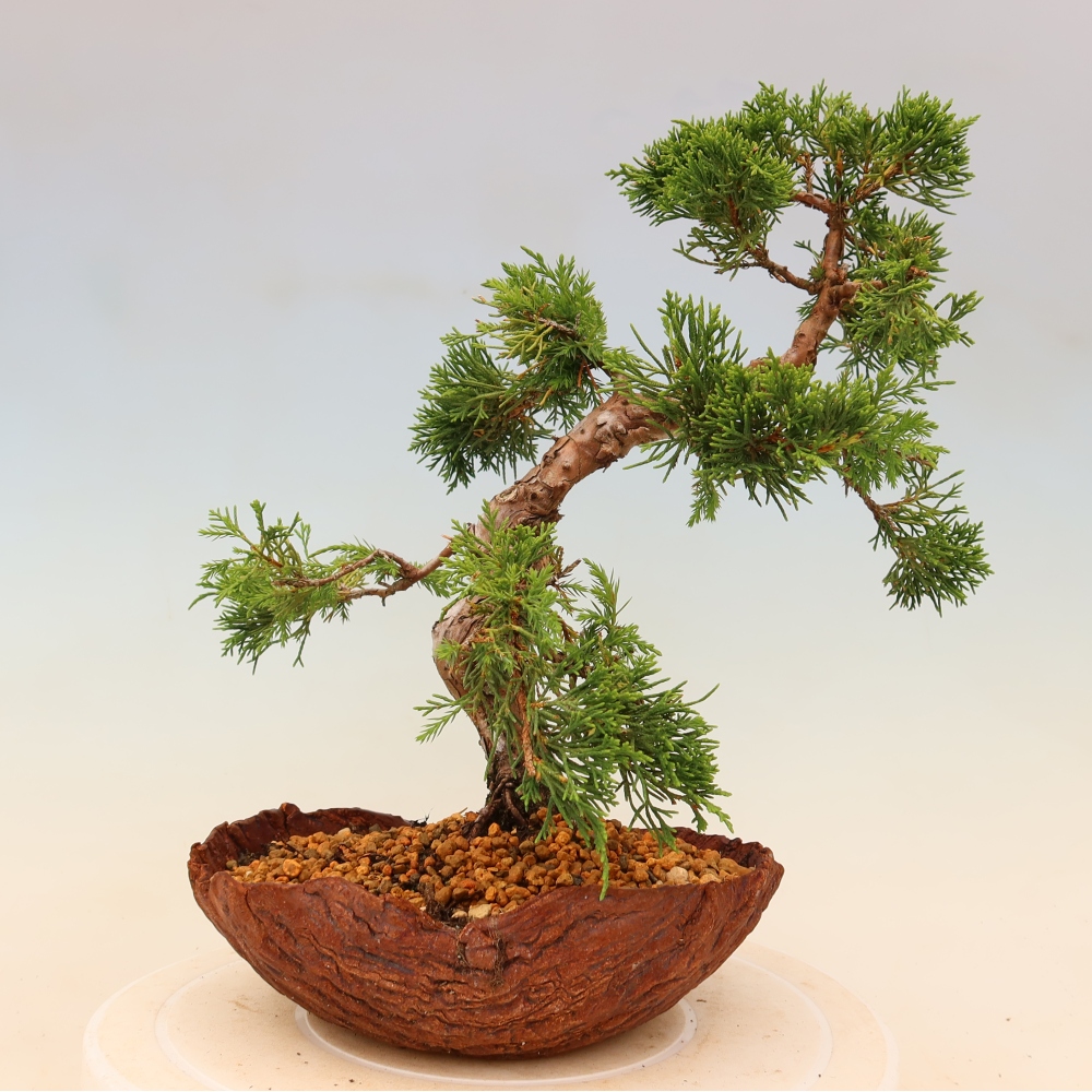 Venkovní bonsai - Juniperus chinensis Itoigawa -Jalovec čínský