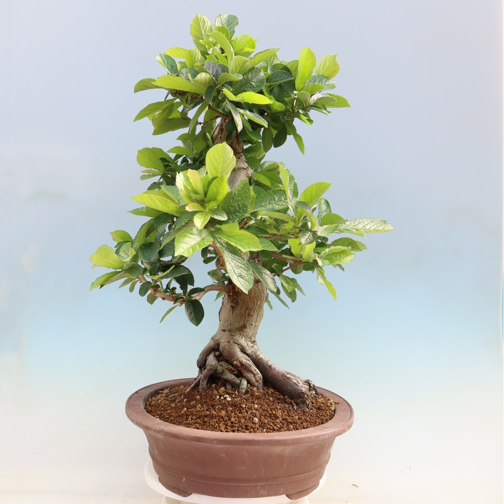 Venkovní bonsai - Blýskalka chlupatá - Photinia villosa