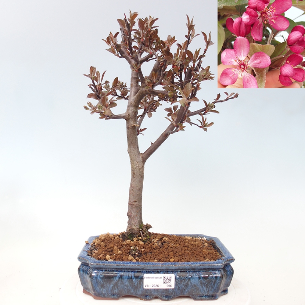 Venkovní bonsai -Malus domestica - Maloplodá jabloň červenolistá