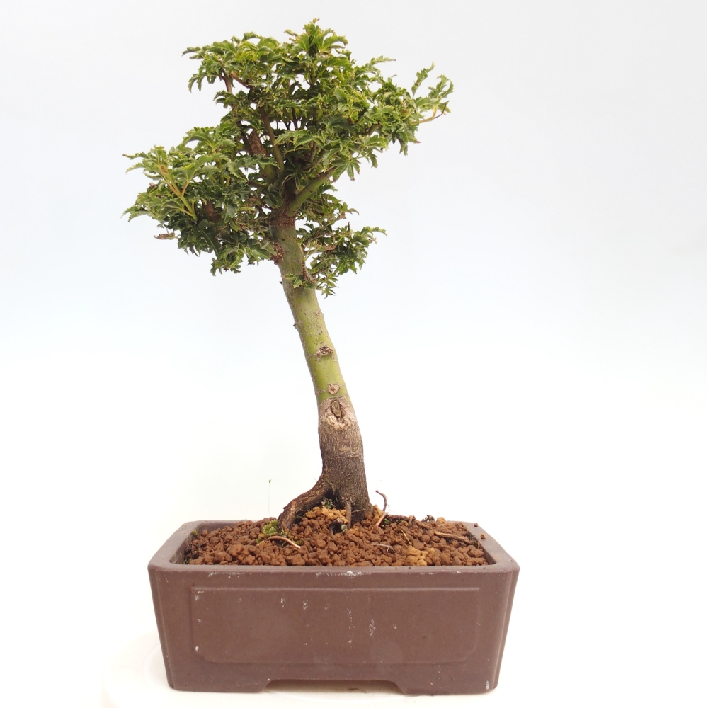 Venkovní bonsai -Javor dlanitolistý Acer palmatum Shishigashira
