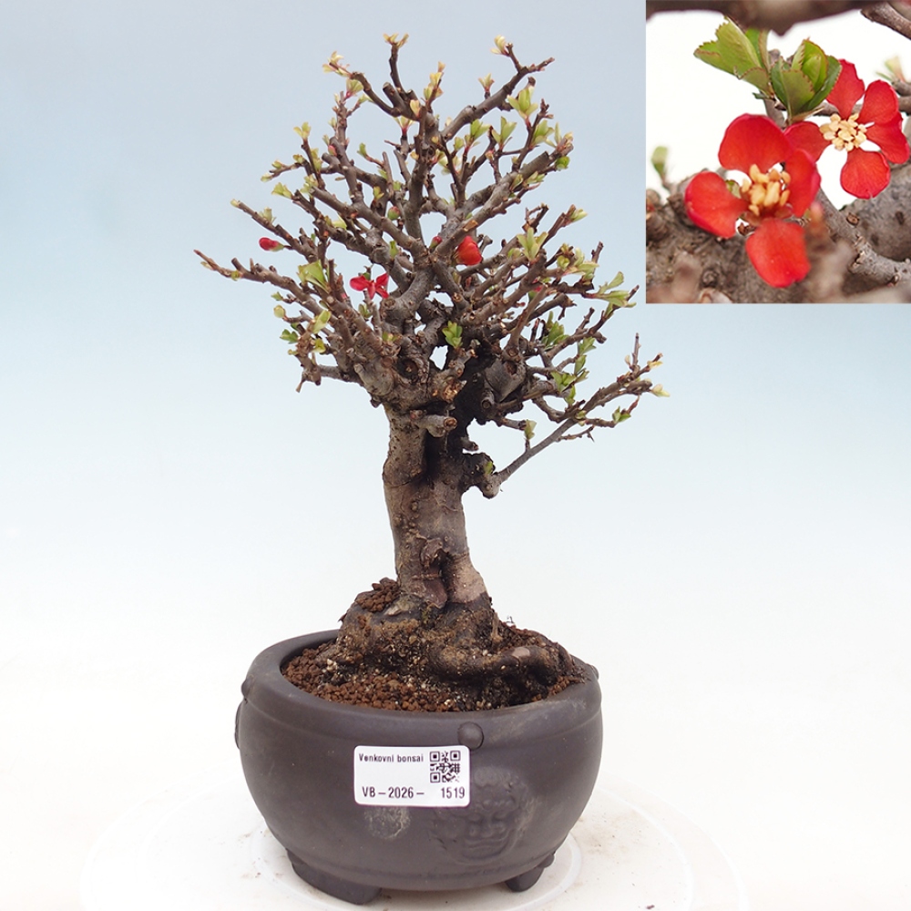 Venkovní  bonsai -  Chaneomeles speciosa - Kdoulovec ozdobný