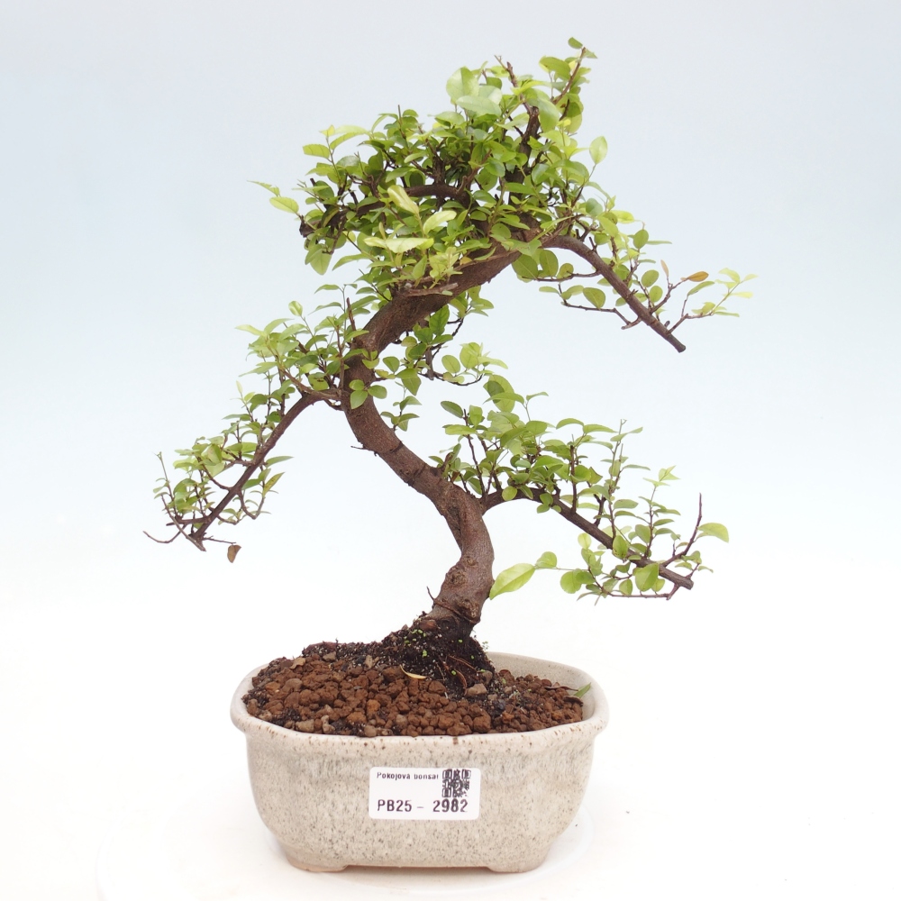 Pokojová bonsai - Sagerécie thea - Sagerécie thea