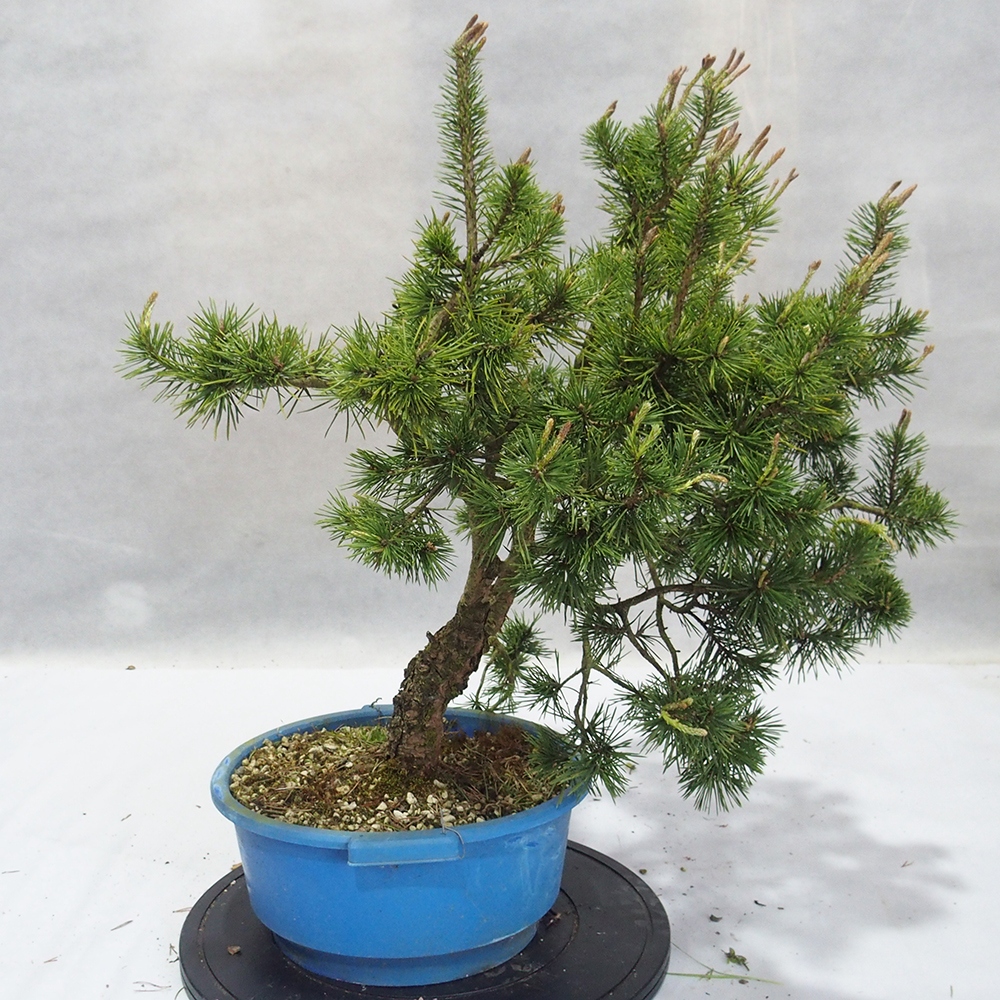 Yamadori - Pinus sylvestris 