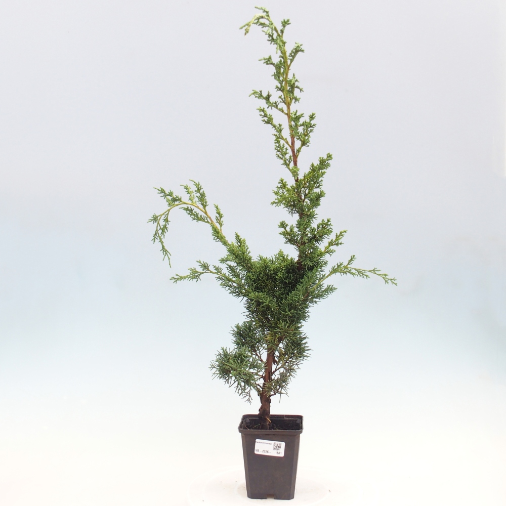 Venkovní bonsai - Juniperus chinensis Kishu -Jalovec čínský