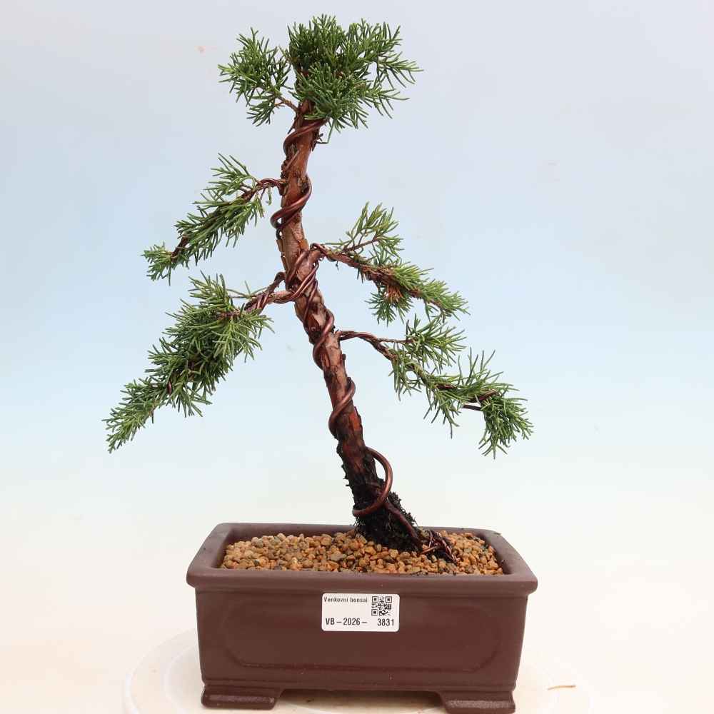 Venkovní bonsai - Juniperus chinensis Kishu -Jalovec čínský
