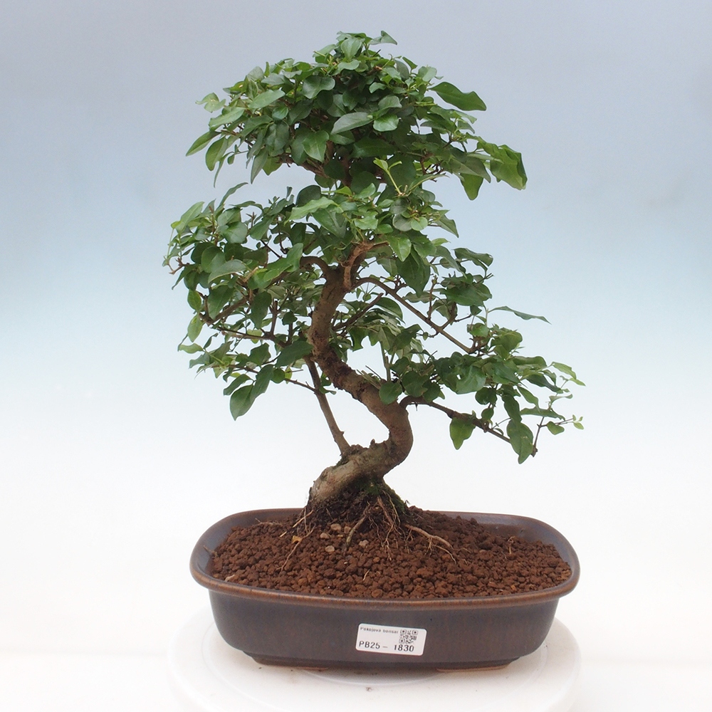 Pokojová bonsai -Ligustrum chinensis - Ptačí zob