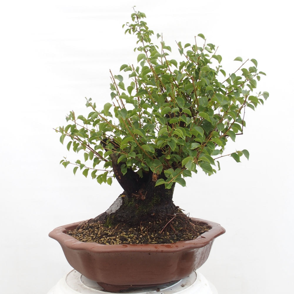 Venkovní bonsai - Mahalebka - Prunus mahaleb