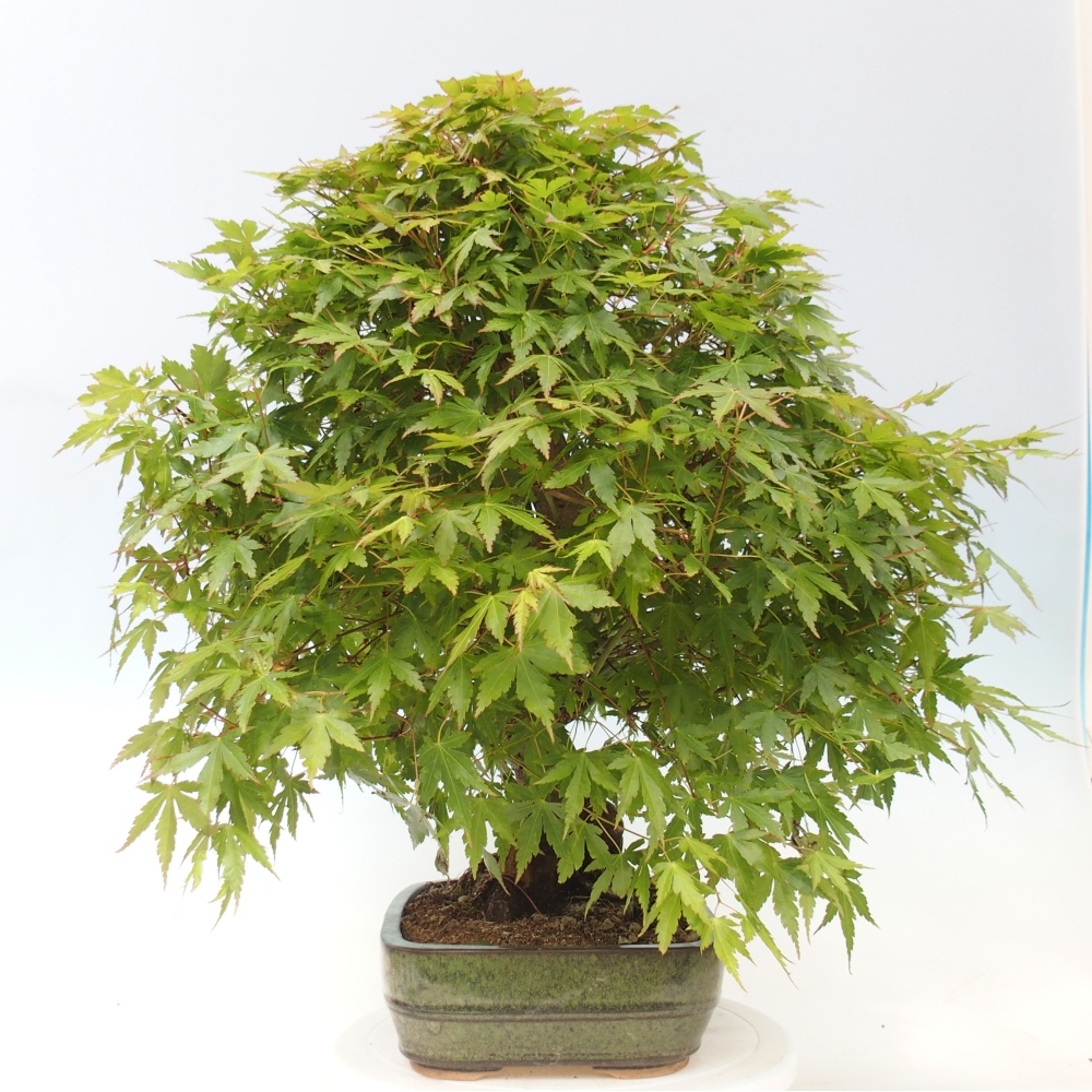 Venkovní bonsai - Javor dlanitolistý - Acer palmatum  - POUZE PALETOVÁ PŘEPRAVA