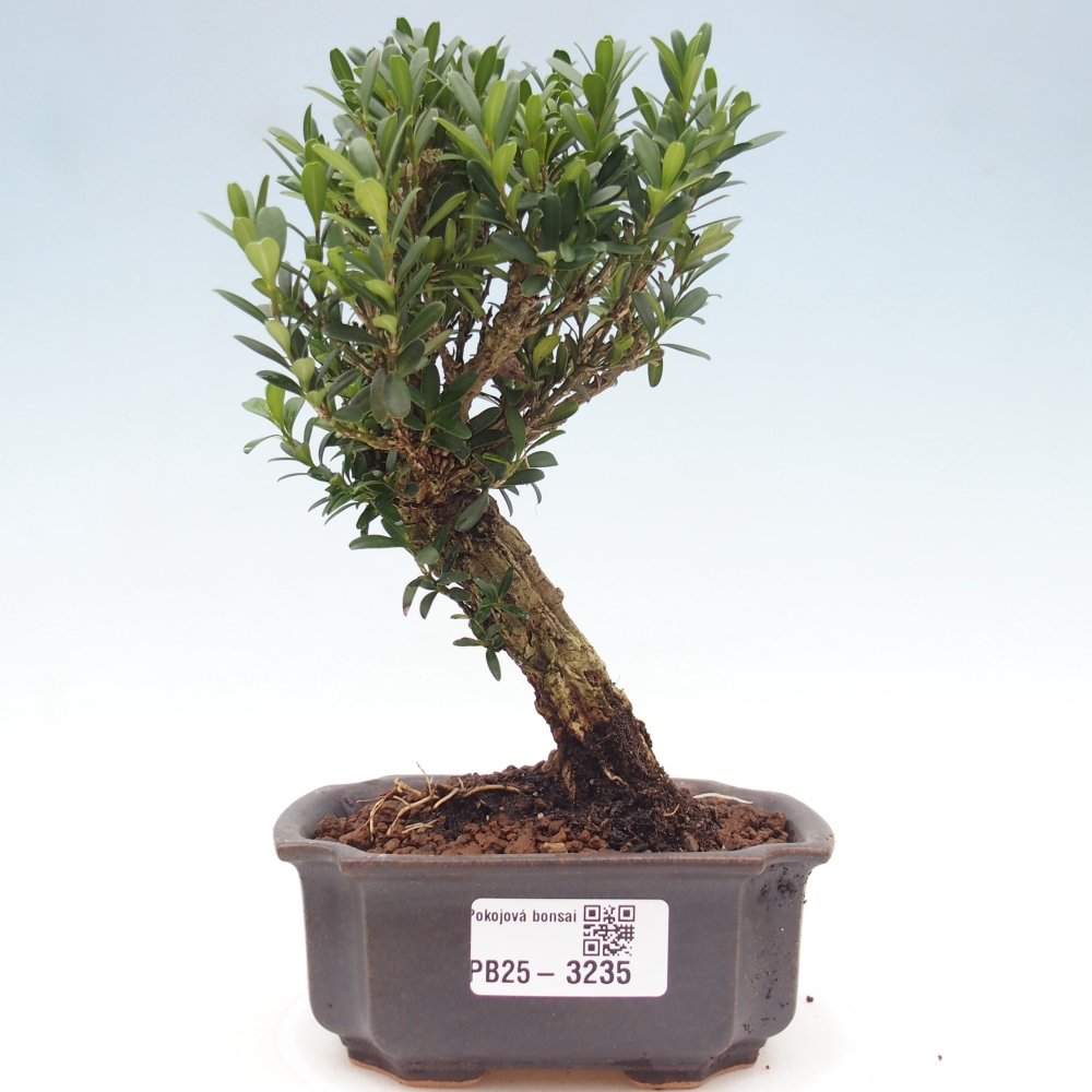Pokojová bonsai - Buxus harlandii -korkový buxus