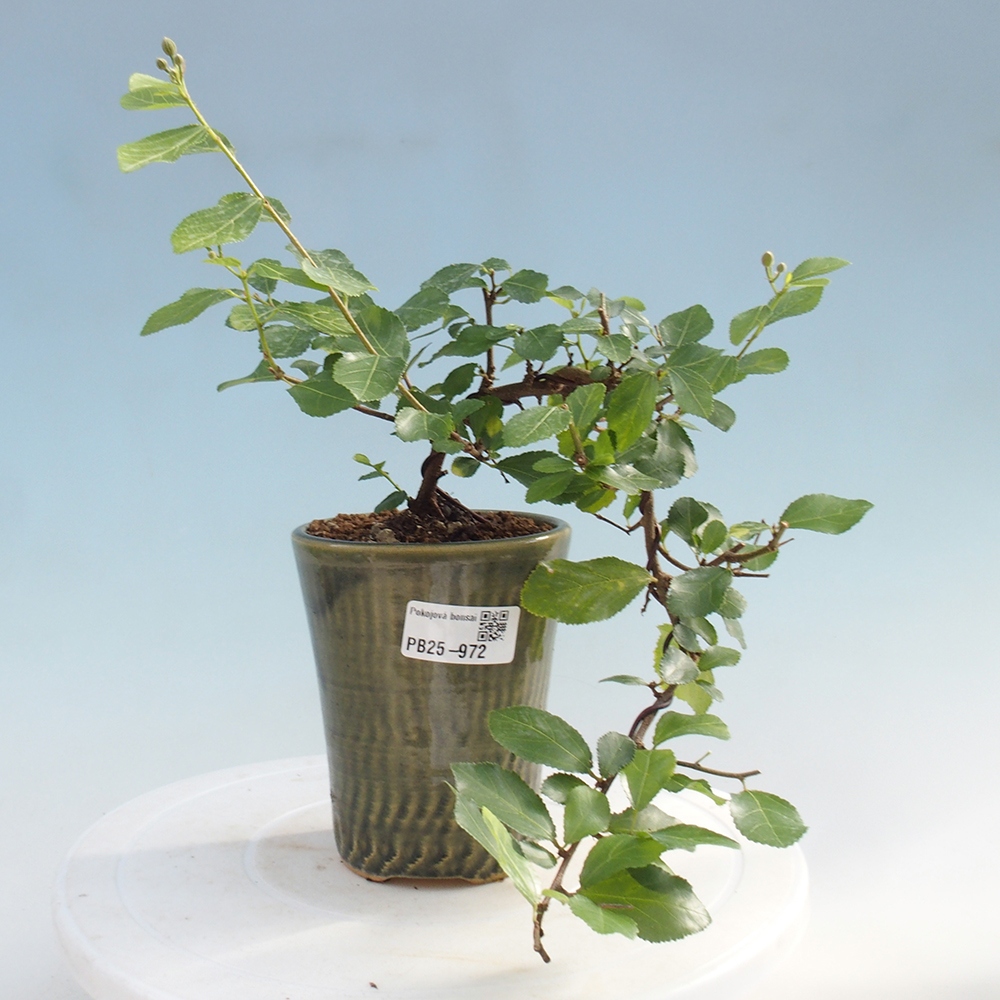 Pokojová bonsai - Grewia occidentalis - Hvězdice levandulová