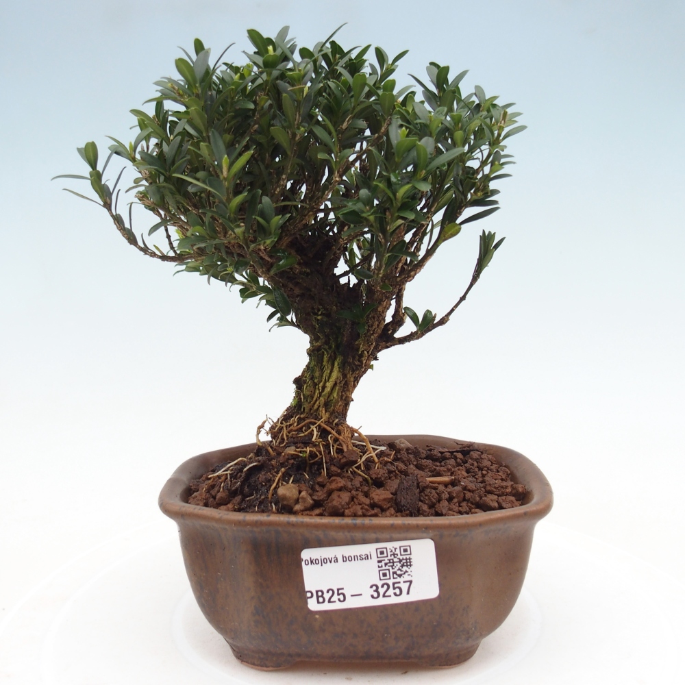 Pokojová bonsai - Buxus harlandii -korkový buxus