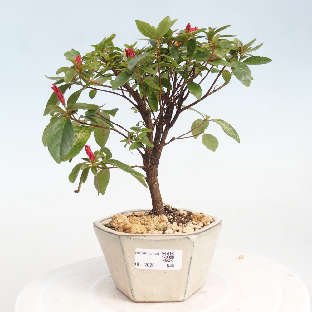 Venkovní bonsai - Japonská azalka - Azalea sp.