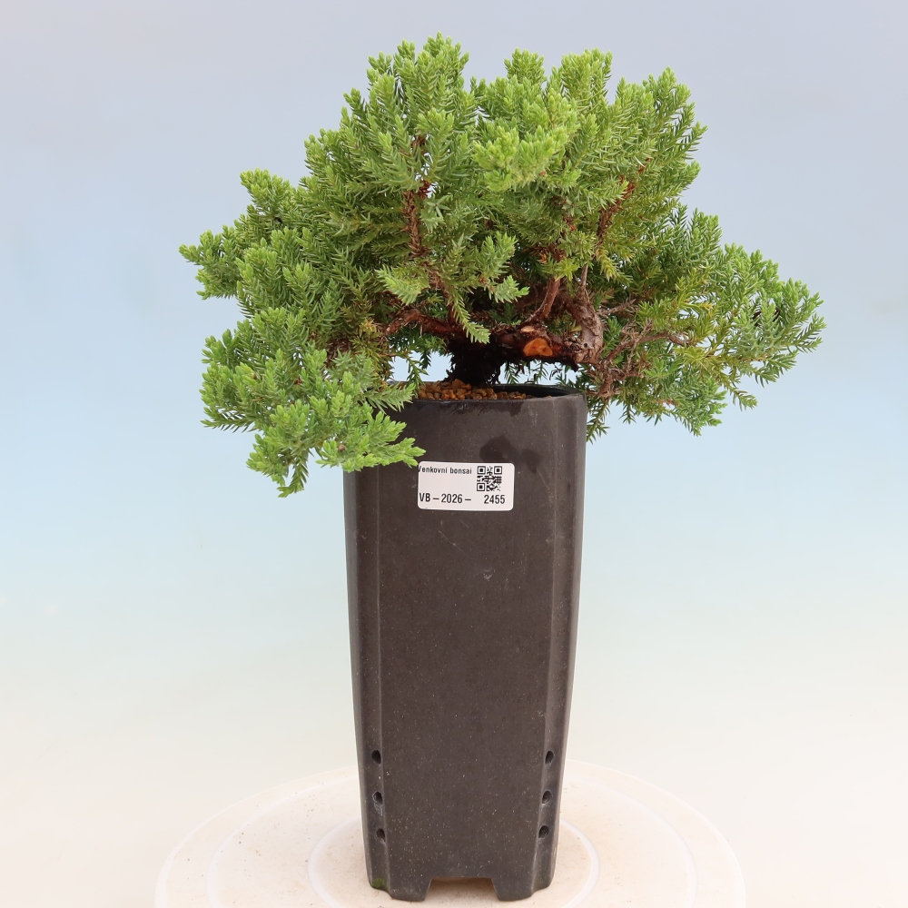 Venkovní bonsai - Juniperus procumbens - Jalovec polehavý