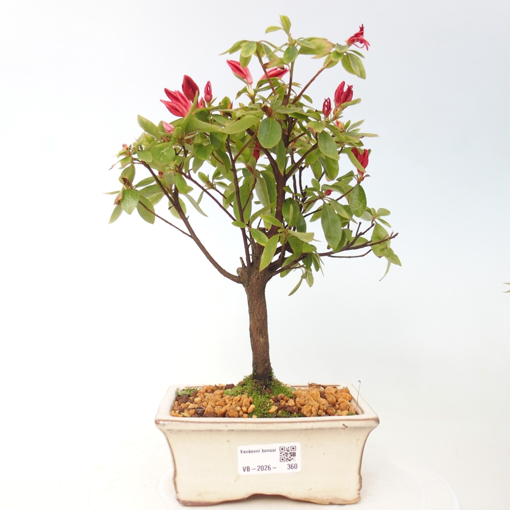 Venkovní bonsai - Japonská azalka - Azalea sp.