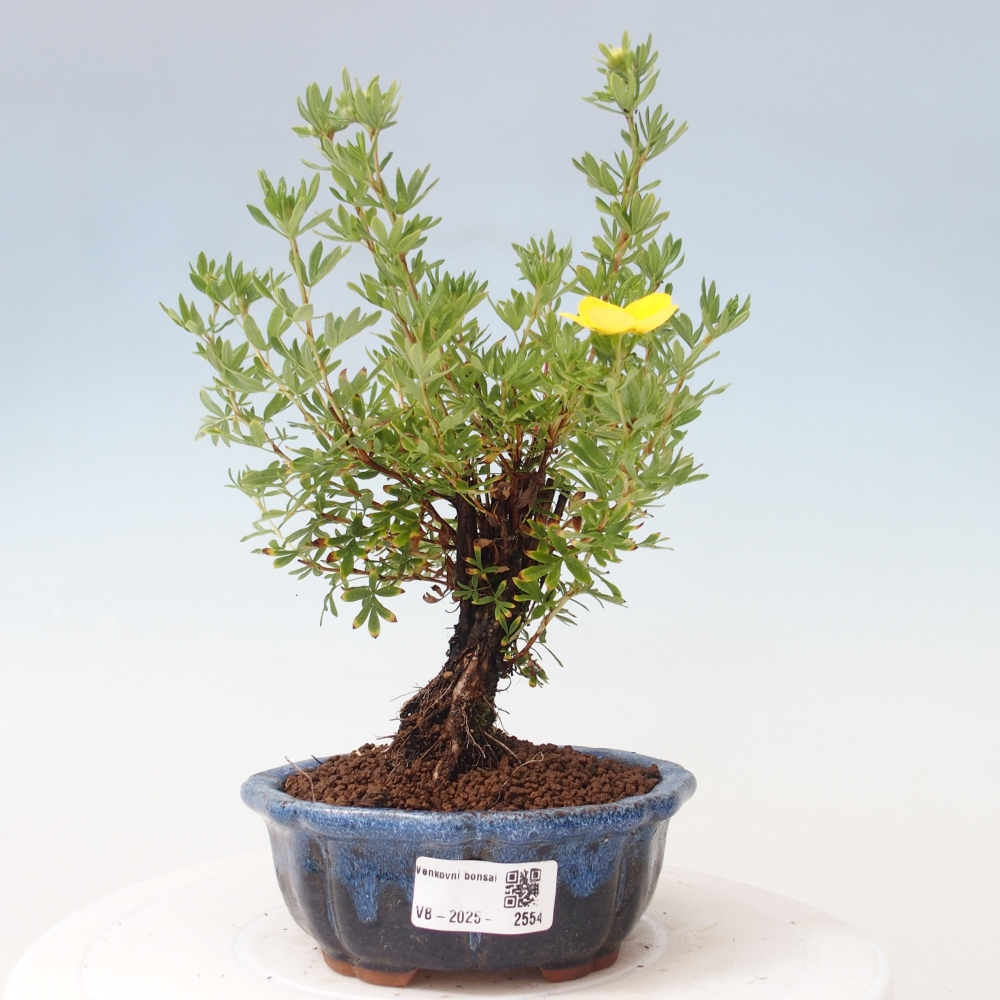 Venkovní bonsai-Mochna křovitá - potentila fruticosa yellow Bird