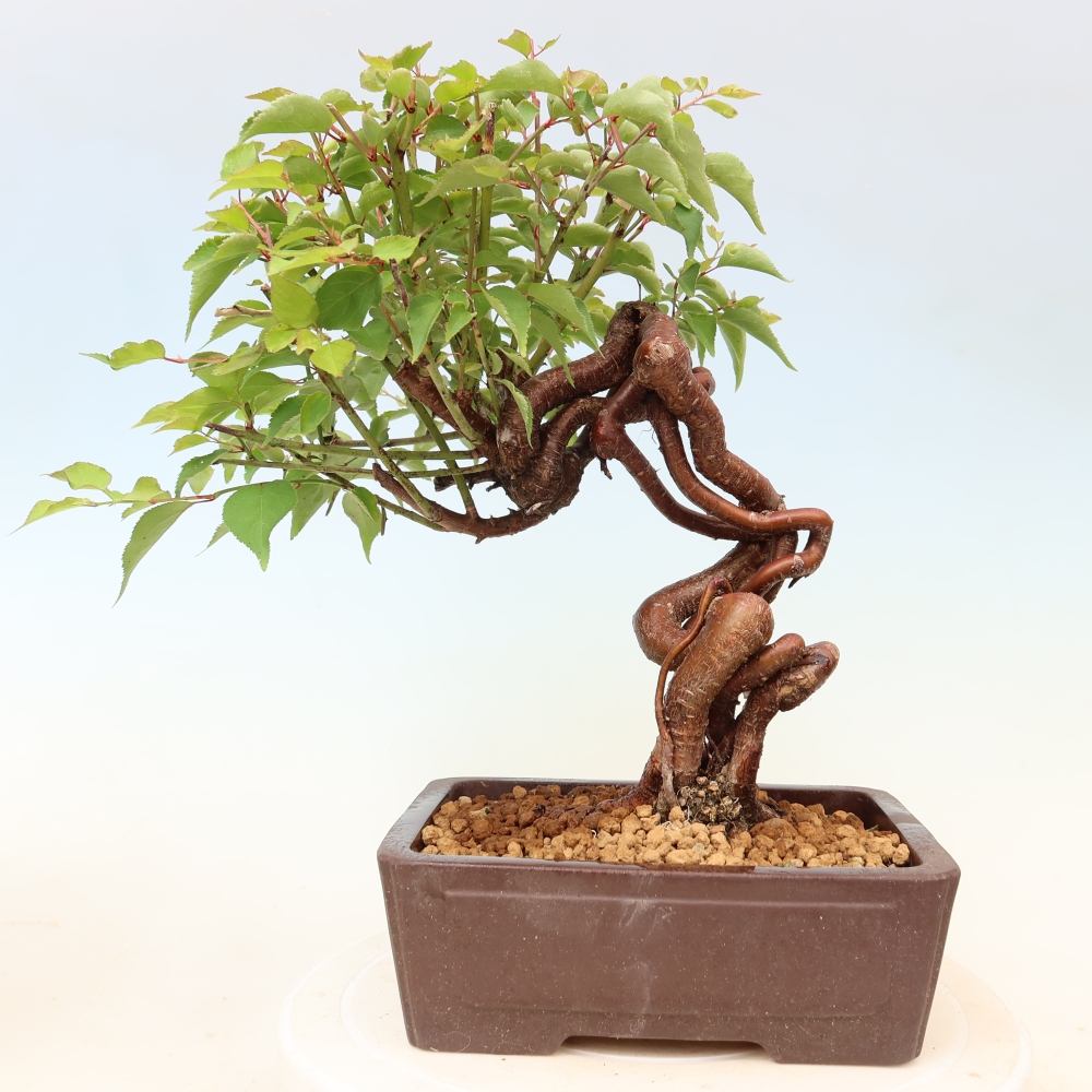 Venkovní bonsai -Japonská meruňka - Prunus Mume