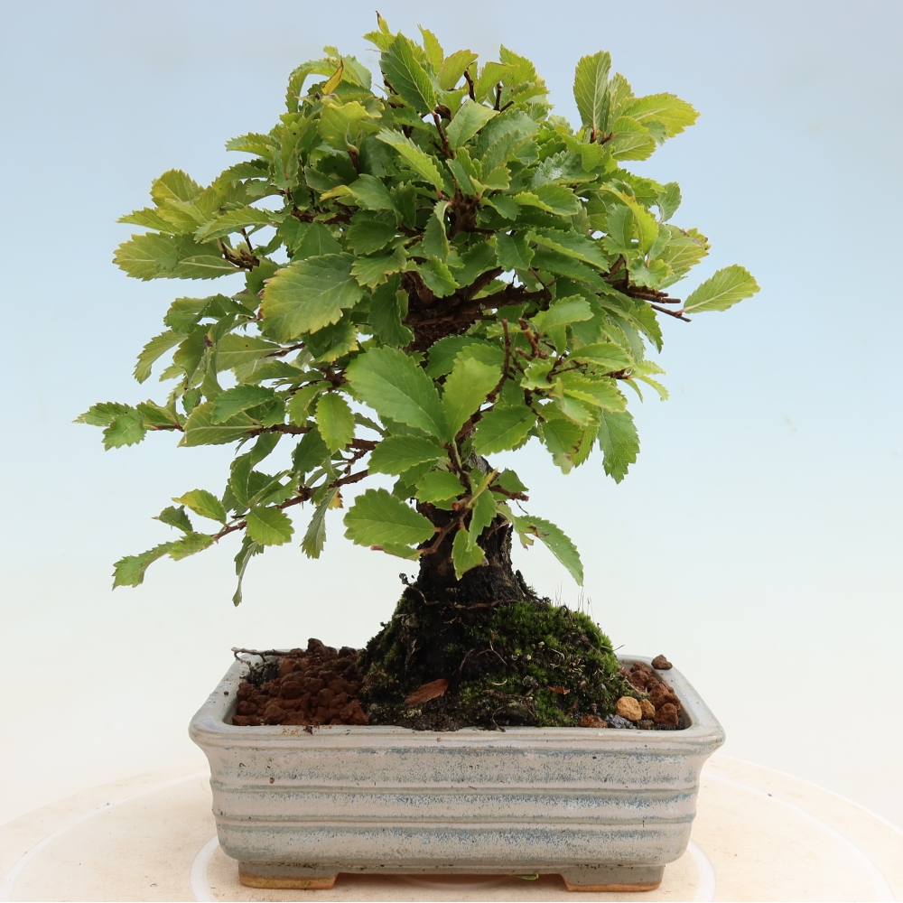 Venkovní bonsai - Zelkova - Zelkova NIRE