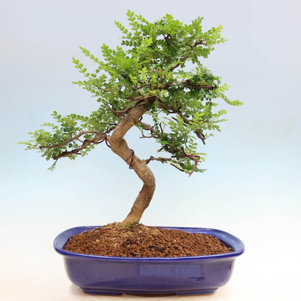 Pokojová bonsai - Zantoxylum piperitum - Pepřovník