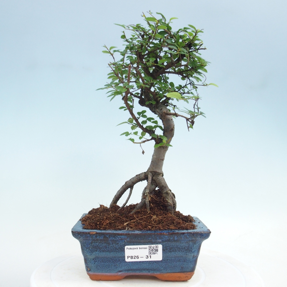Pokojová bonsai - Ulmus parvifolia - Malolistý jilm