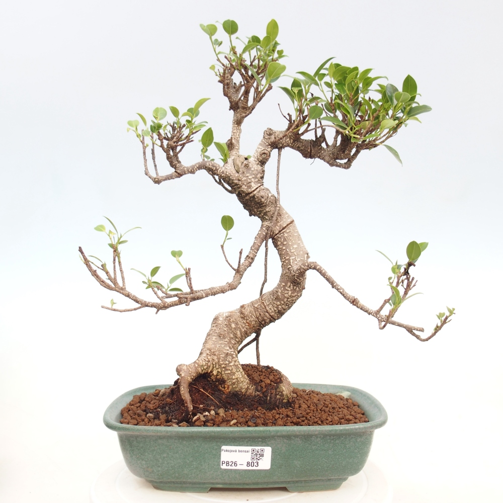 Pokojová bonsai - Ficus kimmen -  malolistý fíkus