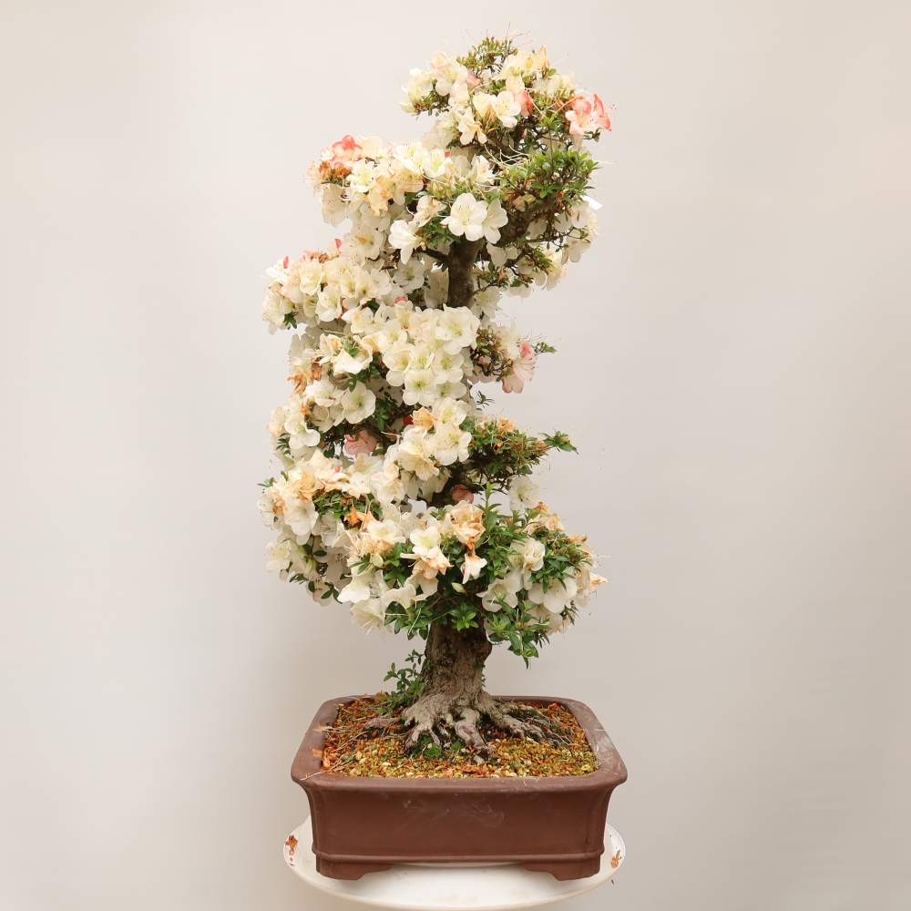 Venkovní bonsai - Japonská azalka - Azalea Tochizumi