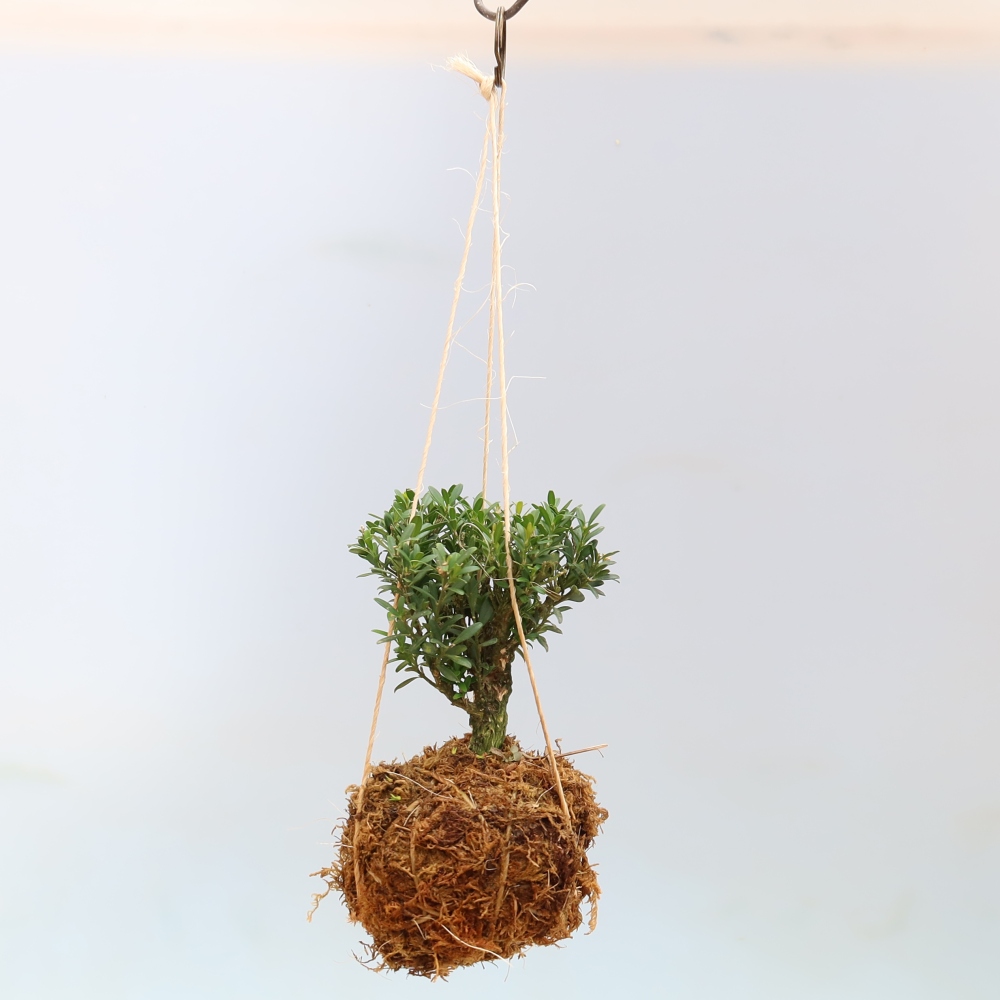 Kokedama v keramice - Buxus harlandii -korkový buxus