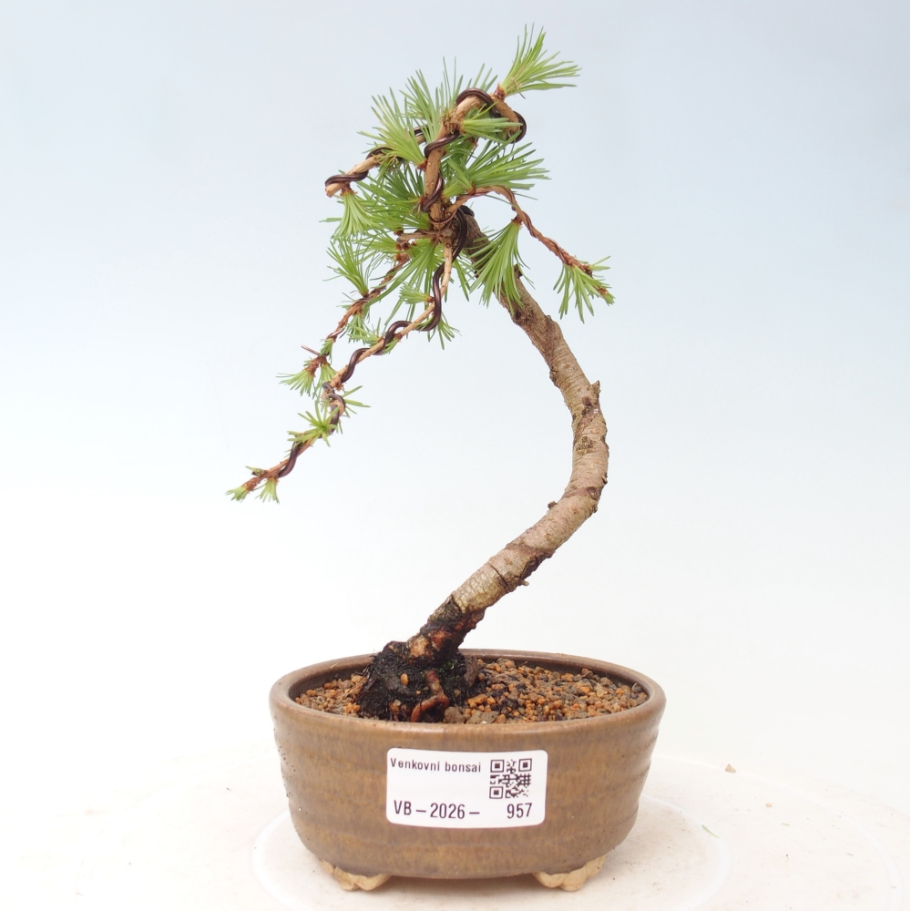 Venkovní bonsai - Larix Kaempferi - Modřín japonský