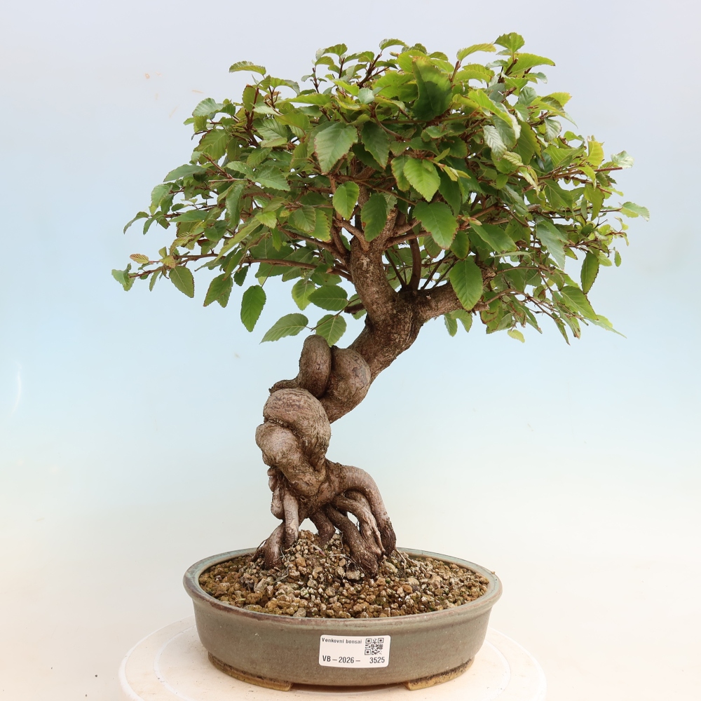 Venkovní bonsai -Carpinus CARPINOIDES - Habr korejský