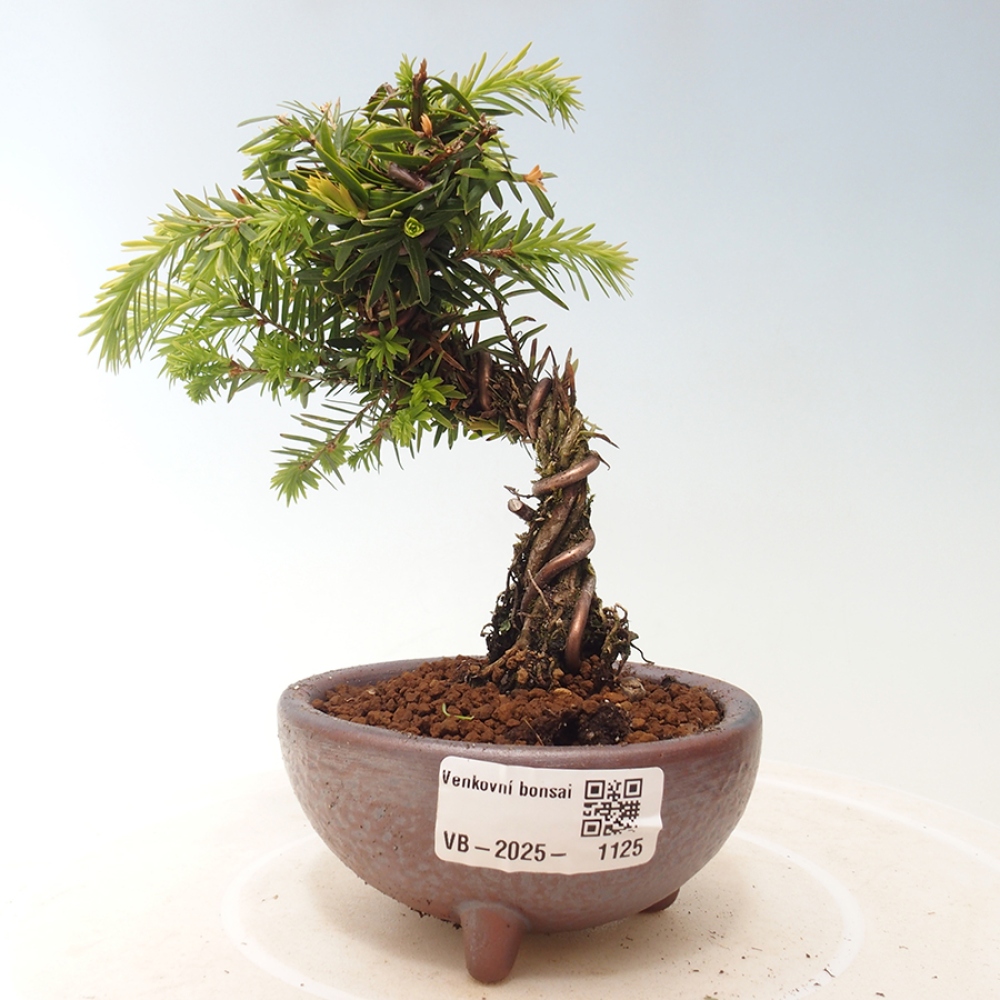 Venkovní bonsai - Tsuga canadensis - Jedlovec
