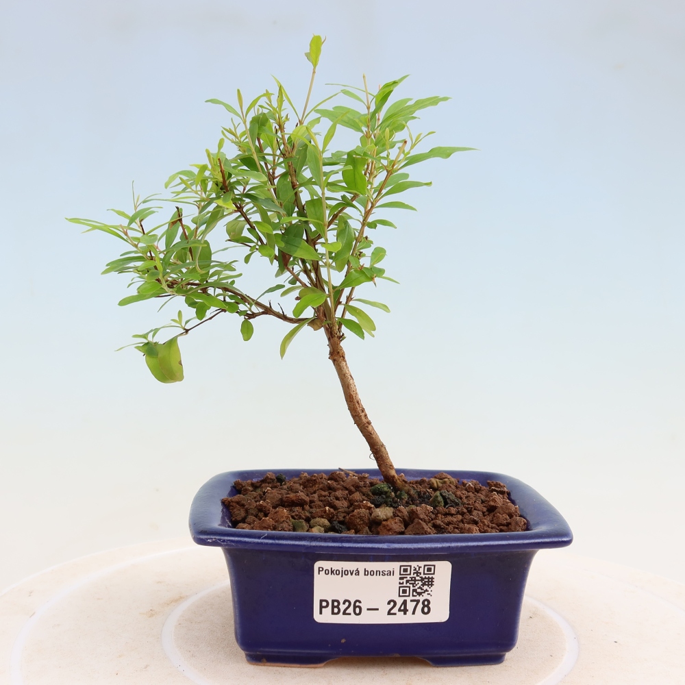 Pokojová bonsai-PUNICA granatum nana-Granátové jablko
