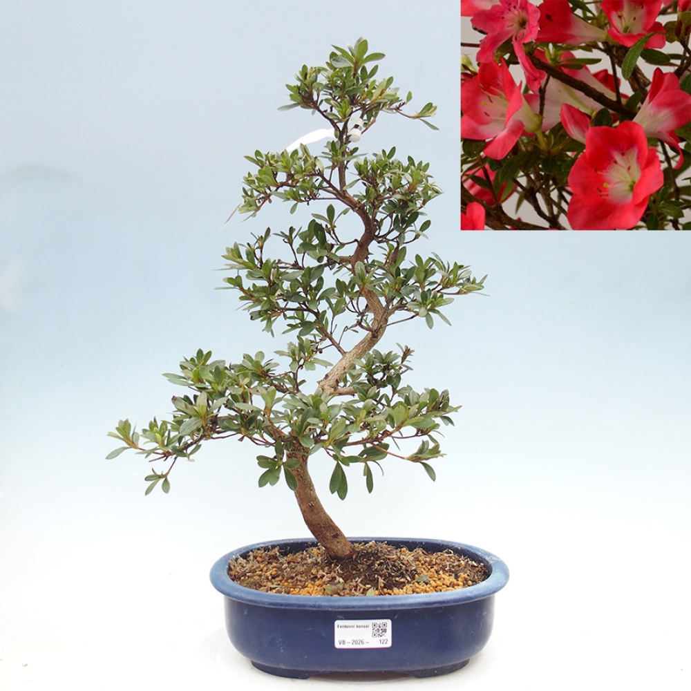 Venkovní bonsai - Japonská azalka - Azalea Beniko