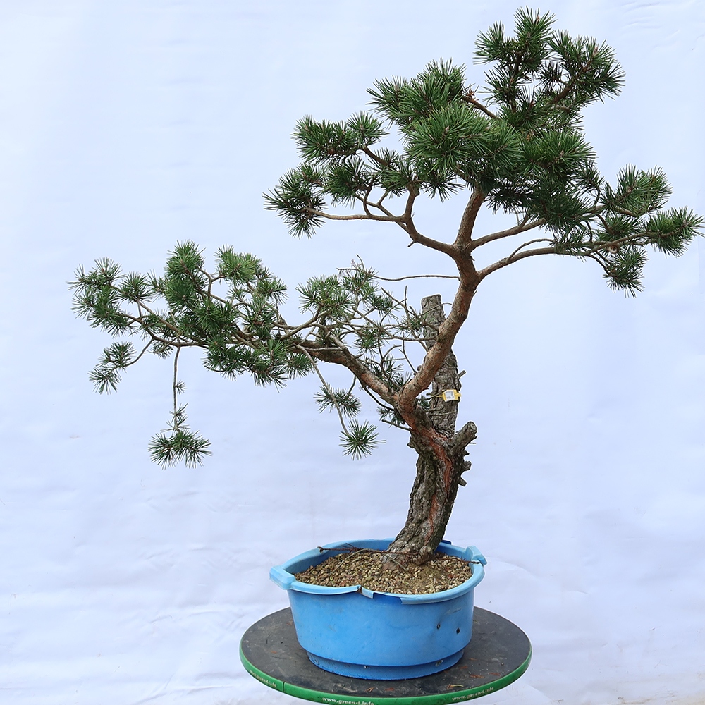 Pinus sylvestris Španělsko - borovice lesní