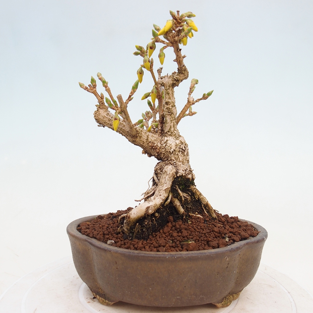 Venkovní bonsai - Zlatice - Forsythia intermedia 
