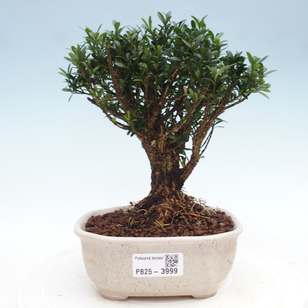 Pokojová bonsai - Buxus harlandii - korkový buxus