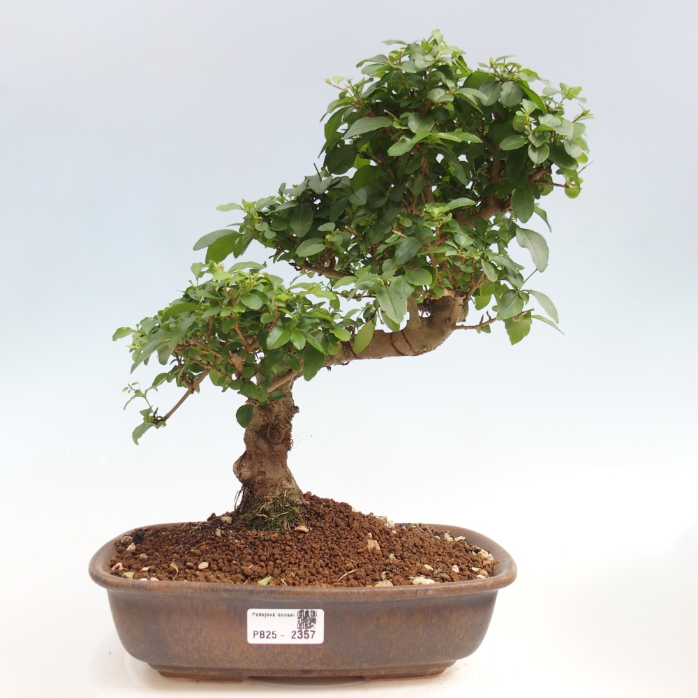Pokojová bonsai -Ligustrum chinensis - Ptačí zob