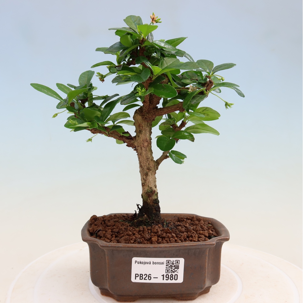 Pokojová bonsai - Carmona macrophylla - Čaj fuki