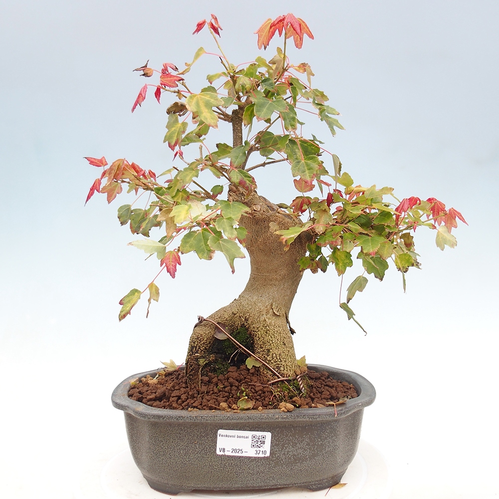 Venkovní bonsai - Acer Buergerianum - Javor Burgerův